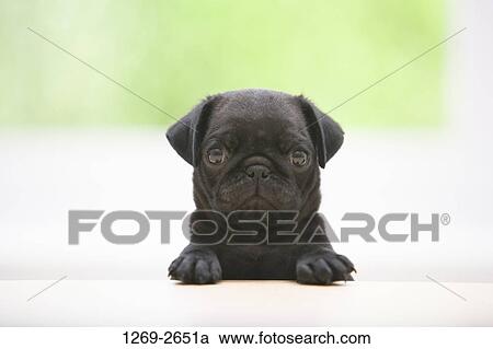 Close-up of a black pug puppy leaning on a table View Large Photo Image Stock Image - Close-up of a black pug puppy leaning on a table. Fotosearch