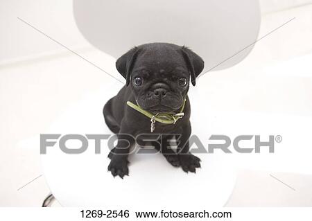 Close Up Of A Black Pug Puppy Sitting On A Chair Stock Photograph