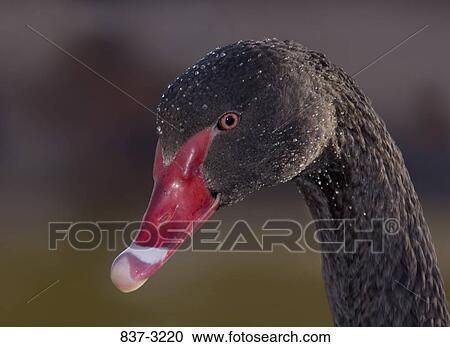 Close-up of a Black swan (Cygnus atratus) View Large Photo Image Stock Image - Close-up of a Black swan (Cygnus atratus). Fotosearch