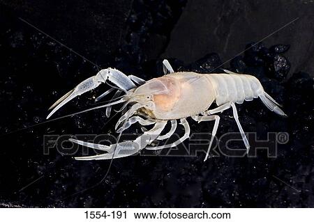 Stock Image - Close-up of a Blind Cave crayfish (Procambarus leitheuseri) underwater. Fotosearch