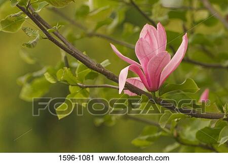 Close-up of a blossom on a branch of a Tulip tree View Large Photo Image Stock Image - Close-up of a blossom on a branch of a Tulip tree. Fotosearch