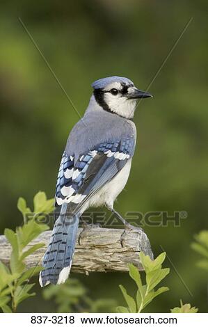 Stock Photo - Close-up of a Blue jay (Cyanocitta cristata) perching on a branch. Fotosearch