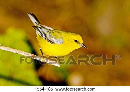 Close-up of a Blue-Winged warbler (Vermivora pinus) perching on a branch View Large Photo Image Stock Photography - Close-up of a Blue-Winged warbler (Vermivora pinus) perching on a branch. Fotosearch