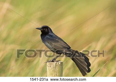 Close-up of a Boat-Tailed grackle (Quiscalus major) standing on a post View Large Photo Image Stock Image - Close-up of a Boat-Tailed grackle (Quiscalus major) standing on a post. Fotosearch
