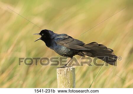 Stock Image - Close-up of a Boat-Tailed Grackle (Quiscalus major) standing on a post. Fotosearch