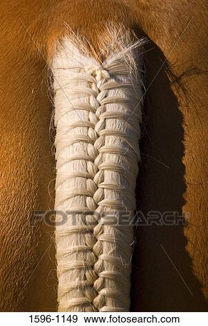 Close-up of a braided tail of a horse View Large Photo Image Stock Photo - Close-up of a braided tail of a horse. Fotosearch
