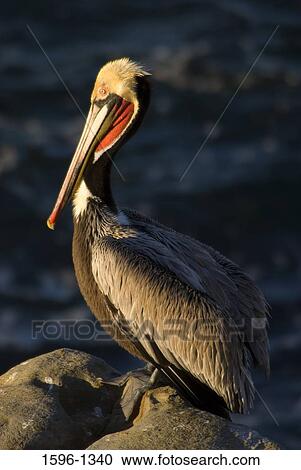 Close-up of a Brown pelican (Pelecanus occidentalis) perching on a rock View Large Photo Image Stock Image - Close-up of a Brown pelican (Pelecanus occidentalis) perching on a rock. Fotosearch