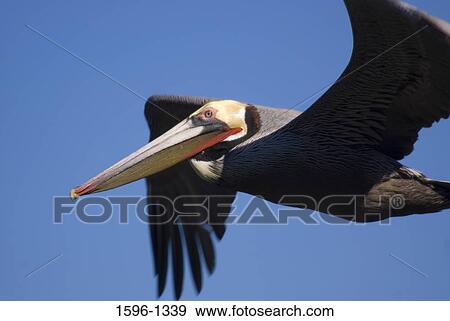 Close-up of a Brown pelican (Pelecanus occidentalis) flying in the sky View Large Photo Image Stock Photo - Close-up of a Brown pelican (Pelecanus occidentalis) flying in the sky. Fotosearch