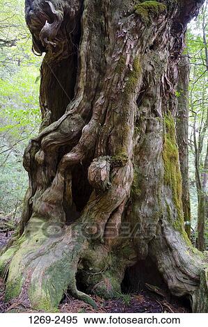 Close-up of a Buddhasugi cedar tree, Yakusugi Forest, Yakushima Island, Kagoshima Prefecture, Japan View Large Photo Image Stock Photography - Close-up of a Buddhasugi cedar tree, Yakusugi Forest, Yakushima Island, Kagoshima Prefecture, Japan. Fotosearch