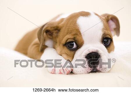 Close-up of a bulldog puppy View Large Photo Image Stock Image - Close-up of a bulldog puppy. Fotosearch