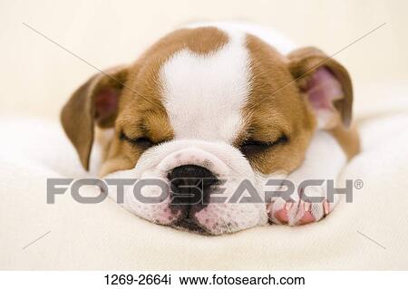 Stock Image - Close-up of a bulldog puppy. Fotosearch