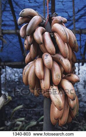 Stock Image - Close-up of a bunch of red bananas at market stall, Nagercoil, Tamil Nadu, India. Fotosearch