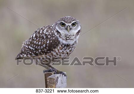 Close-up of a Burrowing owl (Athene cunicularia) perching on a wooden post View Large Photo Image Stock Image - Close-up of a Burrowing owl (Athene cunicularia) perching on a wooden post. Fotosearch