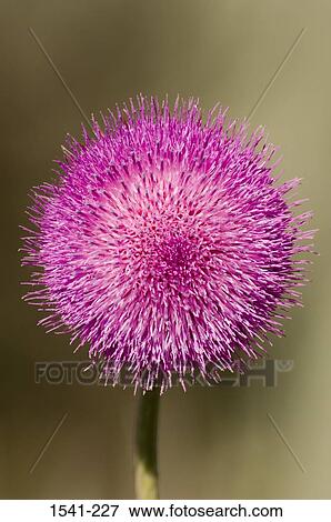 Close-up of a Canada Thistle flower (Cirsium arvense) View Large Photo Image Stock Photo - Close-up of a Canada Thistle flower (Cirsium arvense). Fotosearch