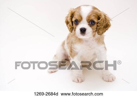 Close-up of a Cavalier King Charles Spaniel (Blenheim coat) puppy View Large Photo Image Stock Image - Close-up of a Cavalier King Charles Spaniel (Blenheim coat) puppy. Fotosearch