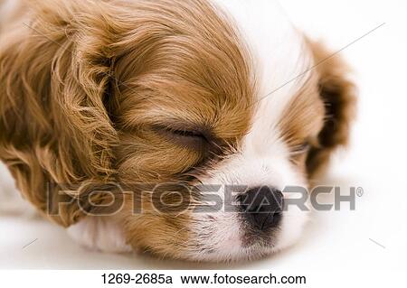 Close-up of a Cavalier King Charles Spaniel (Blenheim coat) puppy View Large Photo Image Stock Image - Close-up of a Cavalier King Charles Spaniel (Blenheim coat) puppy. Fotosearch