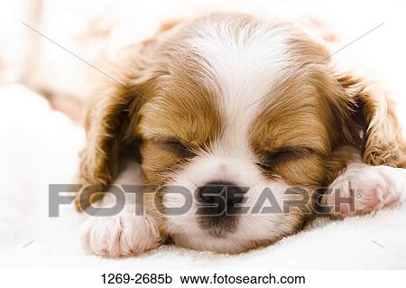 Close-up of a Cavalier King Charles Spaniel (Blenheim coat) puppy View Large Photo Image Stock Image - Close-up of a Cavalier King Charles Spaniel (Blenheim coat) puppy. Fotosearch