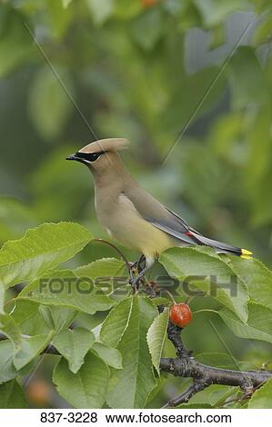 Close-up of a Cedar waxwing (Bombycilla cedrorum) perching on a branch View Large Photo Image Stock Photo - Close-up of a Cedar waxwing (Bombycilla cedrorum) perching on a branch. Fotosearch