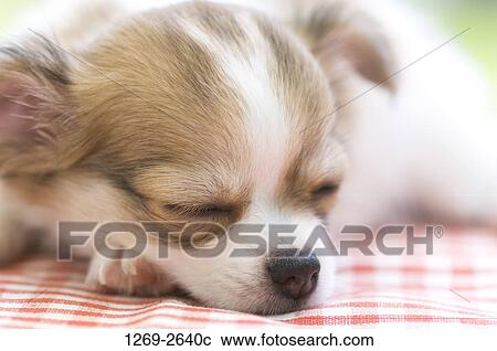 Close-up of a Chihuahua puppy sleeping View Large Photo Image Stock Image - Close-up of a Chihuahua puppy sleeping. Fotosearch