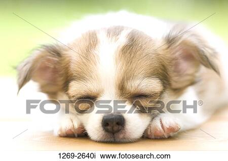 Close-up of a Chihuahua puppy sleeping View Large Photo Image Stock Image - Close-up of a Chihuahua puppy sleeping. Fotosearch