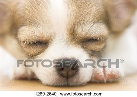 Close-up of a Chihuahua puppy sleeping View Large Photo Image Stock Image - Close-up of a Chihuahua puppy sleeping. Fotosearch
