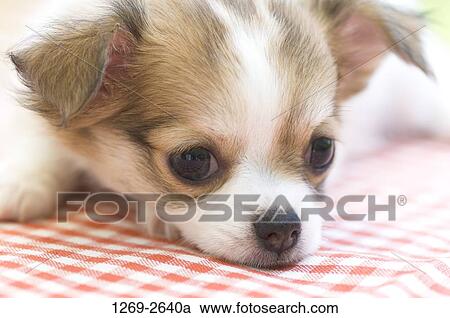 Close-up of a Chihuahua puppy View Large Photo Image Stock Image - Close-up of a Chihuahua puppy. Fotosearch