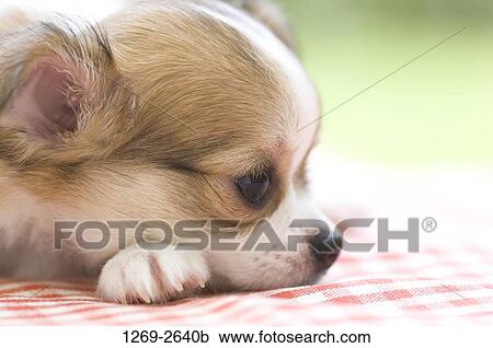 Close-up of a Chihuahua puppy View Large Photo Image Stock Image - Close-up of a Chihuahua puppy. Fotosearch