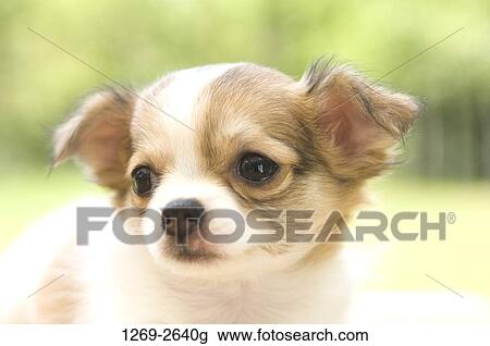 Close-up of a Chihuahua puppy View Large Photo Image Stock Image - Close-up of a Chihuahua puppy. Fotosearch