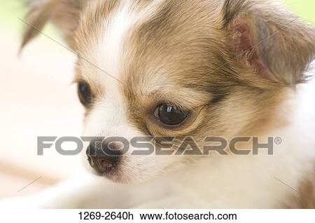 Close-up of a Chihuahua puppy View Large Photo Image Stock Image - Close-up of a Chihuahua puppy. Fotosearch