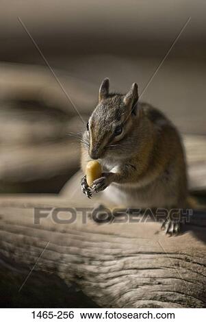 Close-up of a chipmunk eating a nut, Rocky Mountain National Park, Colorado, USA View Large Photo Image Stock Photograph - Close-up of a chipmunk eating a nut, Rocky Mountain National Park, Colorado, USA. Fotosearch