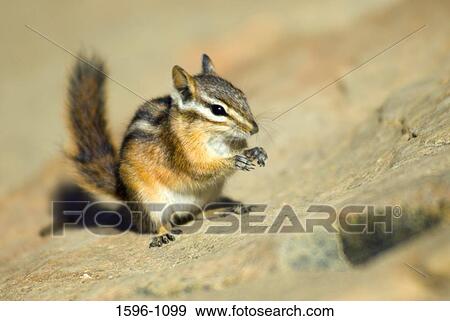Close-up of a chipmunk on a stone, Alpine Lakes Wilderness, Wenatchee National Forest, Washington State, USA View Large Photo Image Stock Photo - Close-up of a chipmunk on a stone, Alpine Lakes Wilderness, Wenatchee National Forest, Washington State, USA. Fotosearch