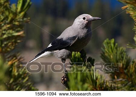 Close-up of a Clark's Nutcracker (Nucifraga columbiana) perching on the branch of a tree, Lassen Volcanic National Park, California, USA View Large Photo Image Picture - Close-up of a Clark's Nutcracker (Nucifraga columbiana) perching on the branch of a tree, Lassen Volcanic National Park, California, USA. Fotosearch