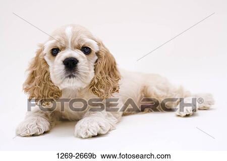 Stock Image - Close-up of a Cocker Spaniel puppy. Fotosearch