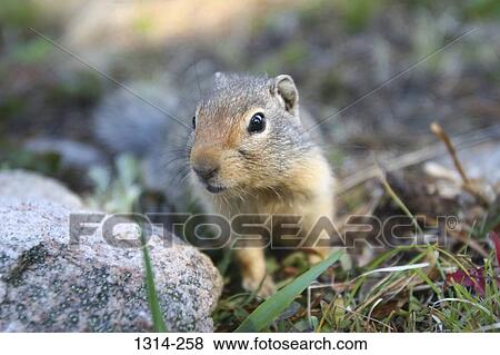 Close-up of a Columbian Ground squirrel (Spermophilus columbianus) on a rock View Large Photo Image Stock Photo - Close-up of a Columbian Ground squirrel (Spermophilus columbianus) on a rock. Fotosearch