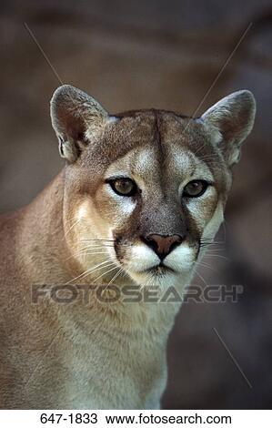 Close-up of a cougar (Puma concolor) View Large Photo Image Stock Image - Close-up of a cougar (Puma concolor). Fotosearch