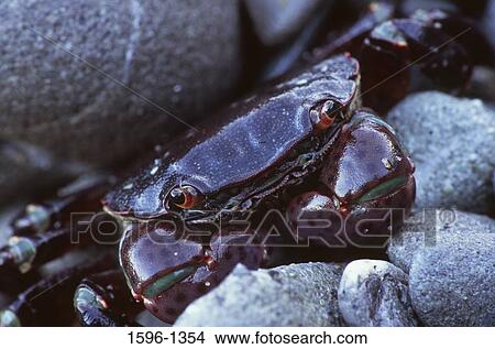 Picture - Close-up of a crab on stones, Olympic National Park, Washington State, USA. Fotosearch