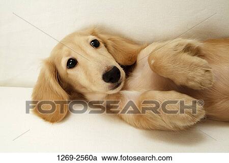 Close-up of a dachshund lying View Large Photo Image Stock Image - Close-up of a dachshund lying. Fotosearch