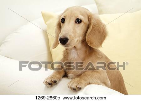 Close-up of a dachshund on a couch View Large Photo Image Stock Image - Close-up of a dachshund on a couch. Fotosearch