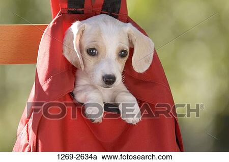 Close-up of a dachshund puppy in a red backpack View Large Photo Image Stock Image - Close-up of a dachshund puppy in a red backpack. Fotosearch