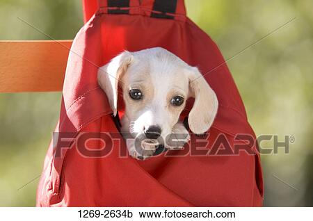 Close-up of a dachshund puppy in a red backpack View Large Photo Image Stock Image - Close-up of a dachshund puppy in a red backpack. Fotosearch