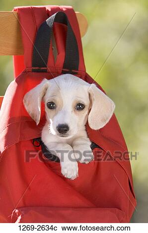 Close-up of a dachshund puppy in a red backpack View Large Photo Image Stock Image - Close-up of a dachshund puppy in a red backpack. Fotosearch