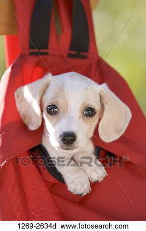 Close-up of a dachshund puppy in a red backpack View Large Photo Image Stock Image - Close-up of a dachshund puppy in a red backpack. Fotosearch
