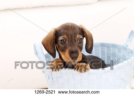 Close-up of a dachshund puppy in a basket View Large Photo Image Stock Image - Close-up of a dachshund puppy in a basket. Fotosearch