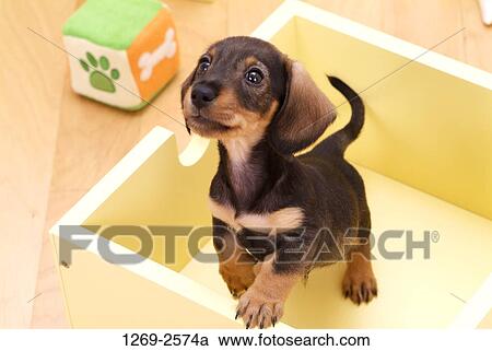 Stock Image - Close-up of a dachshund puppy in a wooden box. Fotosearch