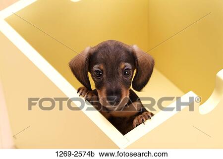 Close-up of a dachshund puppy in a wooden box View Large Photo Image Stock Image - Close-up of a dachshund puppy in a wooden box. Fotosearch