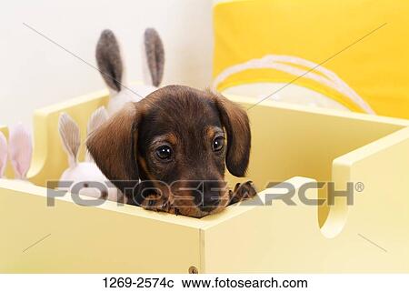 Close-up of a dachshund puppy in a wooden box View Large Photo Image Stock Image - Close-up of a dachshund puppy in a wooden box. Fotosearch
