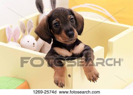Close-up of a dachshund puppy in a wooden box View Large Photo Image Stock Image - Close-up of a dachshund puppy in a wooden box. Fotosearch