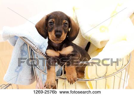 Stock Image - Close-up of a dachshund puppy in a laundry basket. Fotosearch