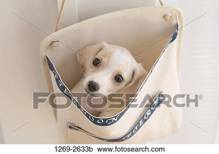 Close-up of a dachshund puppy in a newspaper rack View Large Photo Image Stock Image - Close-up of a dachshund puppy in a newspaper rack. Fotosearch