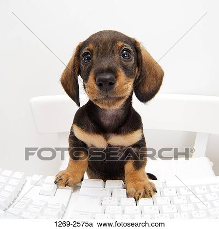 Close-up of a dachshund puppy sitting at a computer keyboard View Large Photo Image Stock Image - Close-up of a dachshund puppy sitting at a computer keyboard. Fotosearch